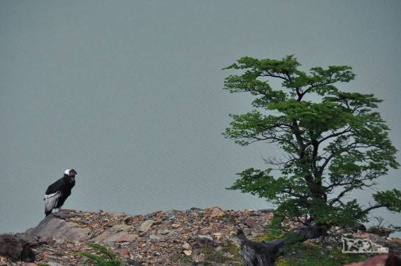 Um majestoso condor descansa ao lado da Laguna Torre, no Parque Nacional Los Glaciares, perto de El Chaltén, na Argentina